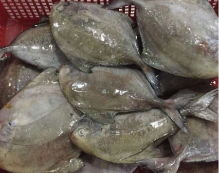 Harga Ikan Bawal Hitam Per Kg, Update! Harga Ikan Bawal Hitam Per Kg, Update!
