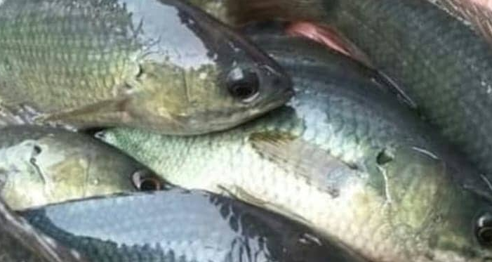 Ikan Betik Terbesar, Rekor Dunia Yang Mengejutkan! Ikan Betik Terbesar, Rekor Dunia Yang Mengejutkan!