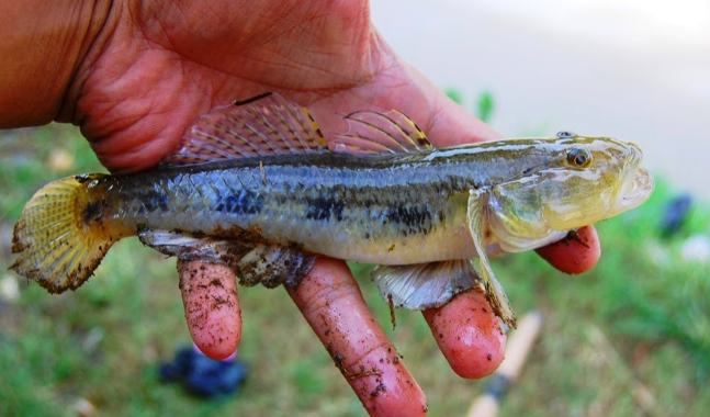 Ikan Boso Sungai: Habitat, Harga, Dan Cara Menangkapnya! Ikan Boso Sungai: Habitat, Harga, Dan Cara Menangkapnya!