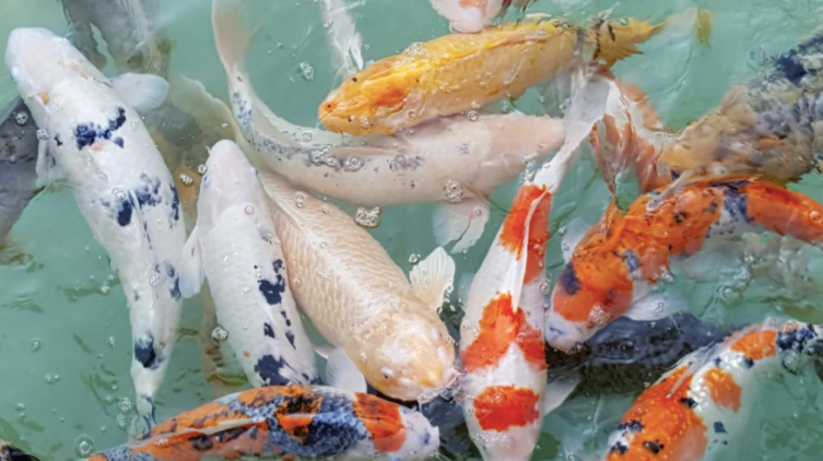 8 Jenis Ikan Kolam Air Tawar Yang Mudah Dipelihara 8 Jenis Ikan Kolam Air Tawar Yang Mudah Dipelihara