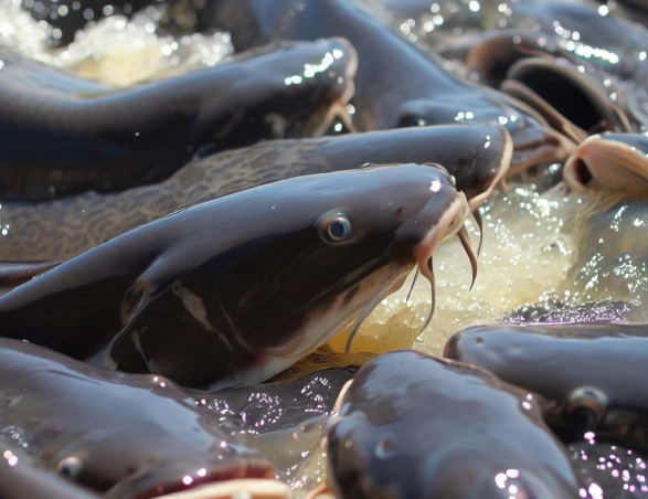 7 Jenis Ikan Patin Yang Cocok Untuk Budidaya Skala Besar 7 Jenis Ikan Patin Yang Cocok Untuk Budidaya Skala Besar