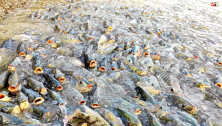 10 Jenis Makanan Ikan Terbaik Agar Cepat Tumbuh Besar 10 Jenis Makanan Ikan Terbaik Agar Cepat Tumbuh Besar