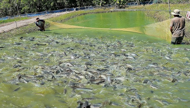 5 Jenis Makanan Nila Agar Pertumbuhan Maksimal 5 Jenis Makanan Nila Agar Pertumbuhan Maksimal