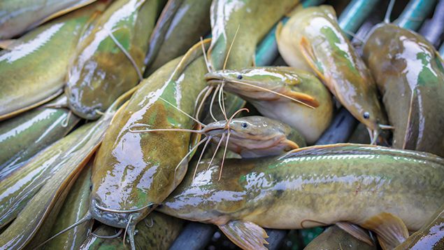 7 Keunggulan Ikan Lele Sangkuriang Untuk Budidaya Skala Besar 7 Keunggulan Ikan Lele Sangkuriang Untuk Budidaya Skala Besar