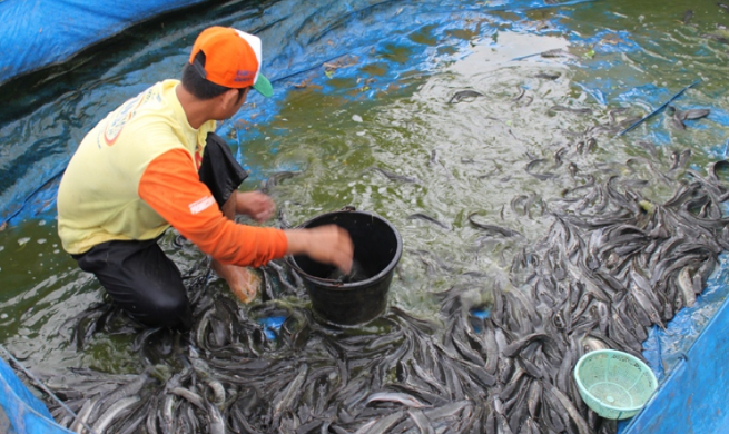 7 Keunggulan Peternakan Ikan Lele Sebagai Bisnis Menjanjikan 7 Keunggulan Peternakan Ikan Lele Sebagai Bisnis Menjanjikan