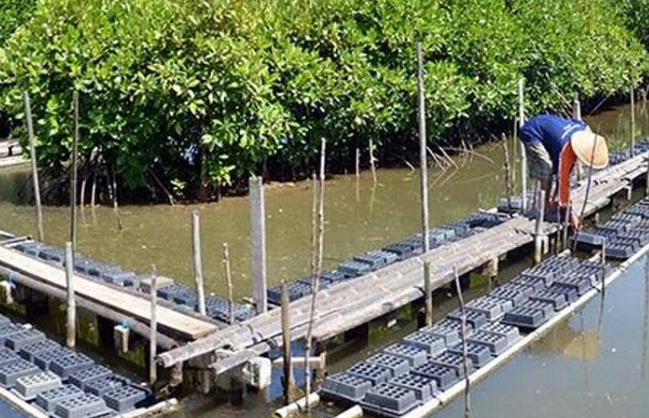 Langkah Budidaya Kepiting Bakau Agar Cepat Besar (Lendoot.com)