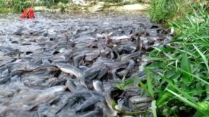 7 Penyebab Mata Ikan Lele Bengkak Dan Cara Mengobatinya 7 Penyebab Mata Ikan Lele Bengkak Dan Cara Mengobatinya