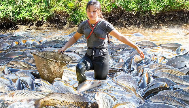 9 Trik Sukses Budidaya Ikan Bawal Agar Cepat Panen! 9 Trik Sukses Budidaya Ikan Bawal Agar Cepat Panen!