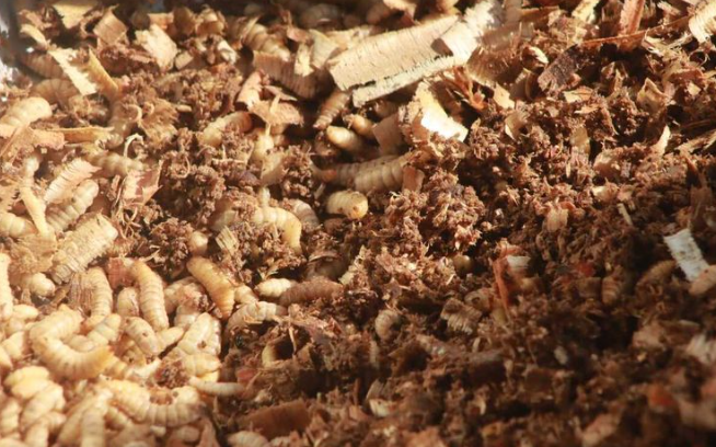 7 Cara Ternak Maggot Pemula, Mudah & Super Menguntungkan! 7 Cara Ternak Maggot Pemula, Mudah & Super Menguntungkan!