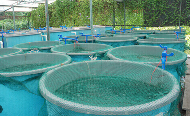 5 Jenis Kolam Budidaya Ikan Yang Paling Efektif 5 Jenis Kolam Budidaya Ikan Yang Paling Efektif