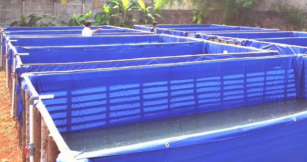 Harga Terpal Untuk Kolam Ikan, Mana Yang Paling Murah? Harga Terpal Untuk Kolam Ikan, Mana Yang Paling Murah?