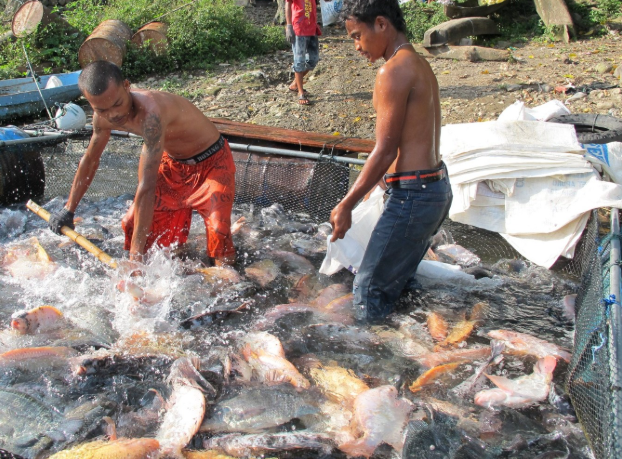 Ikan Nila juga memuliki potensi besar dibudidayakan (Mongabay)